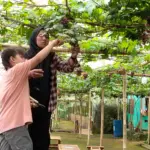 kd garden baturraden banyumas