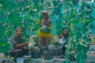 Kilang pertamina cilacap panen melon golden aroma