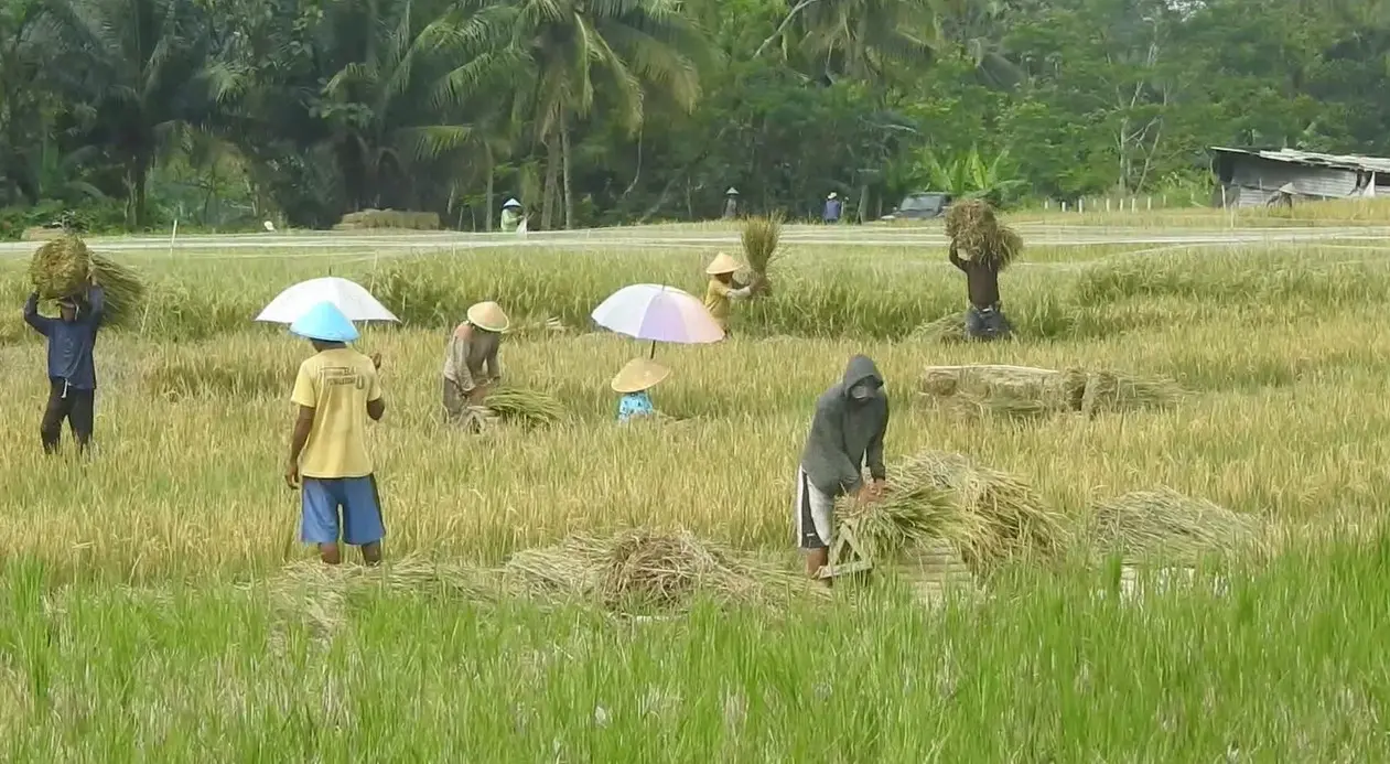 Dukung ketahanan pangan, Banjarnegara gelar panen serentak