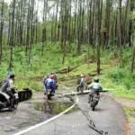 Pohon tumbang di kalibening banjarnegara akibat angin kencang