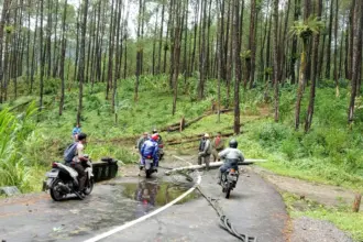 Pohon tumbang di kalibening banjarnegara akibat angin kencang