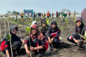 Program solusi ri menanam mangrove