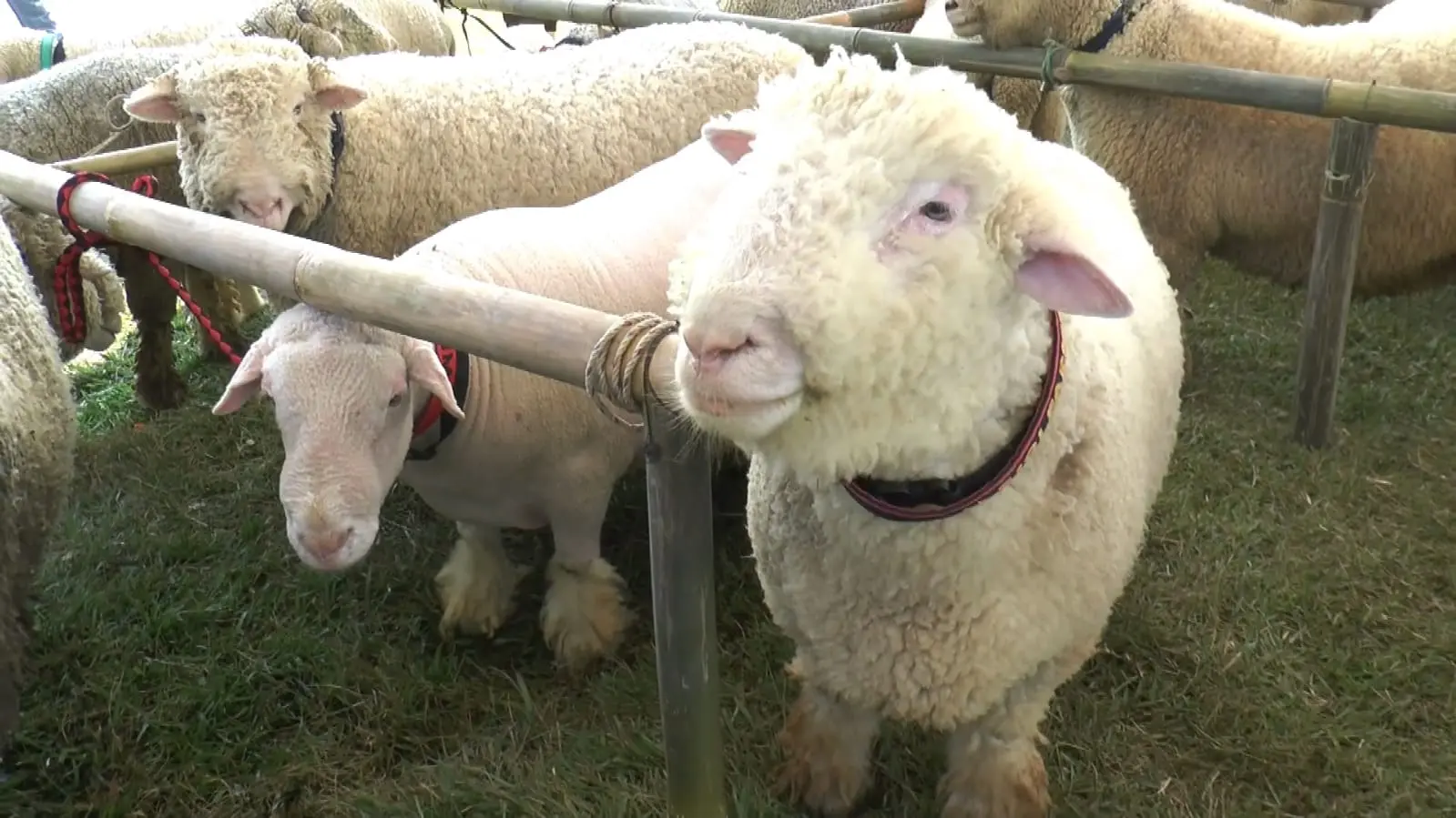 Domba Batur Khas Kabupaten Banjarnegara