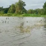 Gagal panen akibat terendam banjir