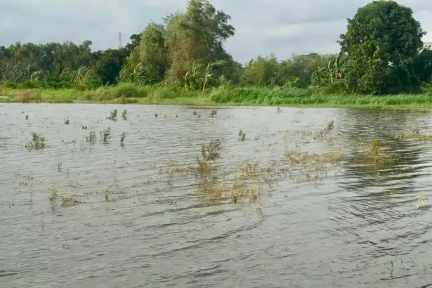 Gagal panen akibat terendam banjir