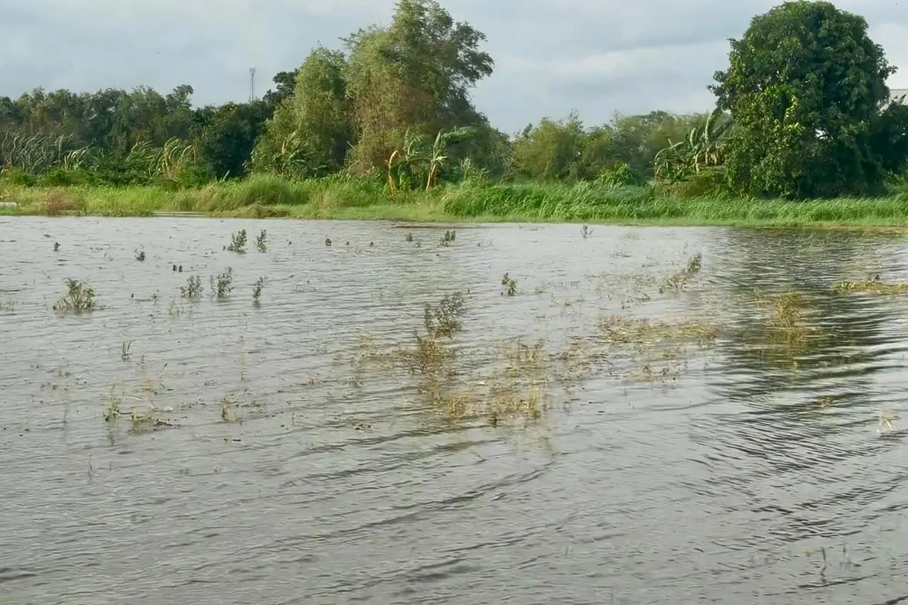 Gagal panen akibat terendam banjir