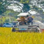 panen raya untuk swasembada pangan