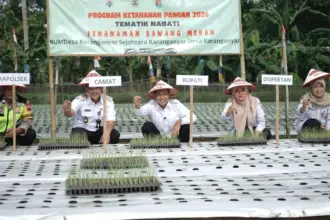 Bupati Cilacap Syamsul Auliya Rachman saat menanam bawang merah di Desa Karanganyar Adipala Cilacap. (Setda Cilacap).