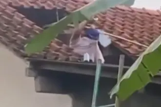 Warga tewas tersengat tawon vespa