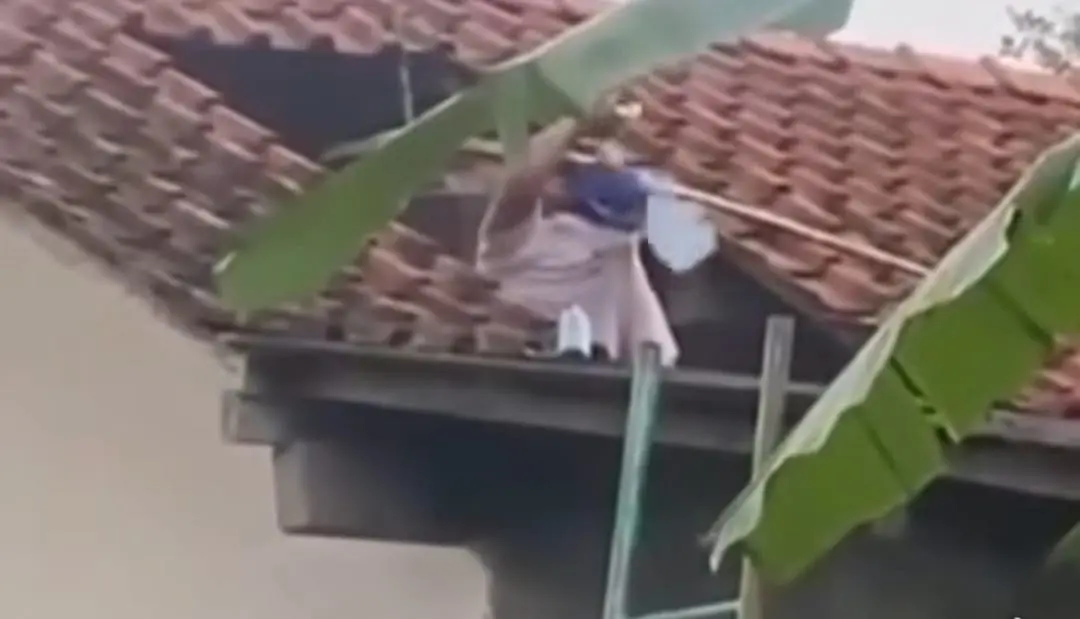 Warga tewas tersengat tawon vespa