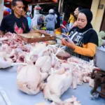 harga ayam potong
