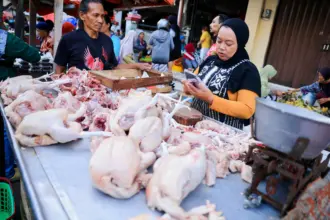 harga ayam potong