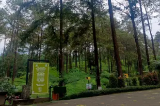 hutan pinus limpakuwus