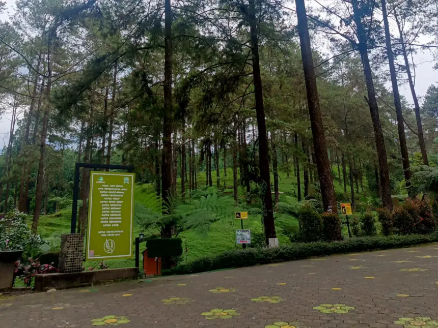 hutan pinus limpakuwus