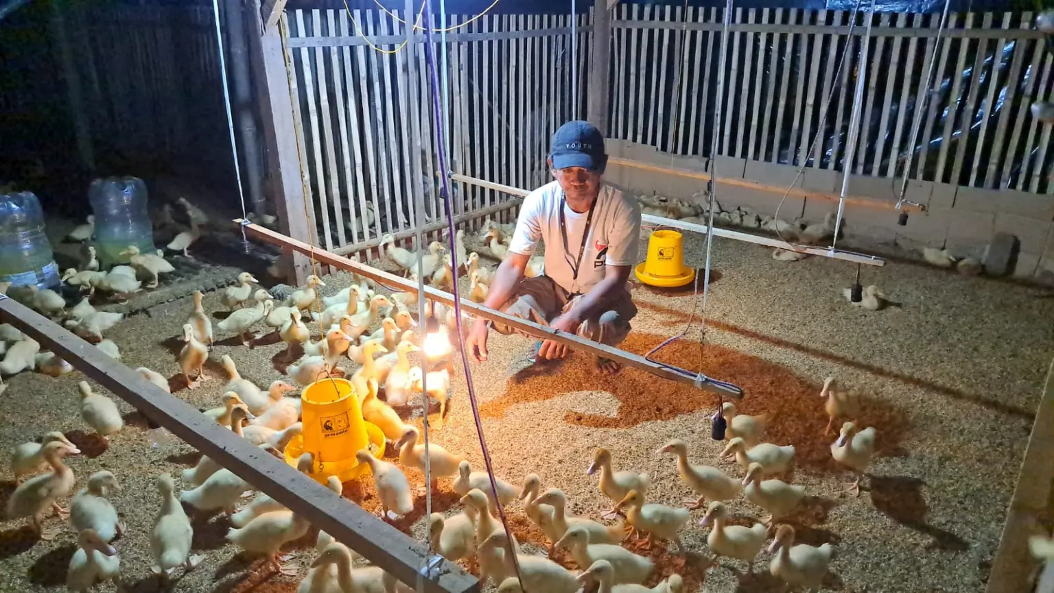 Psi cilacap ternak bebek peking