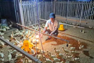 Psi cilacap ternak bebek peking