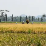 Antisipasi Kemarau El Nino 2026, Cilacap Genjot Percepatan Tanam dan Optimalkan Air