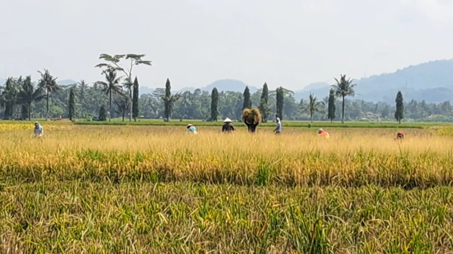 Antisipasi Kemarau El Nino 2026, Cilacap Genjot Percepatan Tanam dan Optimalkan Air