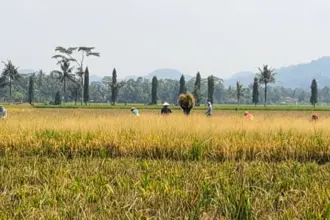 Antisipasi Kemarau El Nino 2026, Cilacap Genjot Percepatan Tanam dan Optimalkan Air