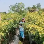 Harga Cabai Tembus Rp100 Ribu, Petani Cabai Banjarnegara Banjir Rejeki