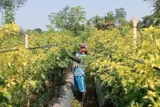 Harga Cabai Tembus Rp100 Ribu, Petani Cabai Banjarnegara Banjir Rejeki