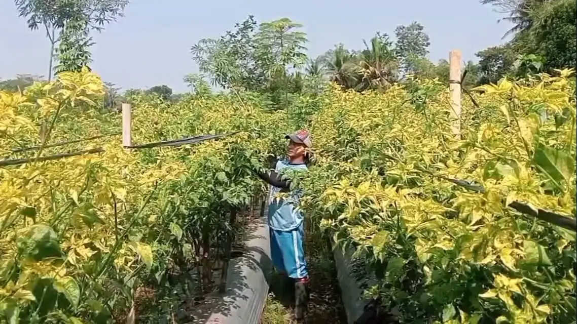 Harga Cabai Tembus Rp100 Ribu, Petani Cabai Banjarnegara Banjir Rejeki
