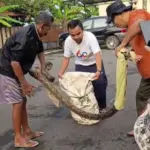 Geger! Sanca 3 Meter Satroni Teras Warga di Perum Ledug Purwokerto
