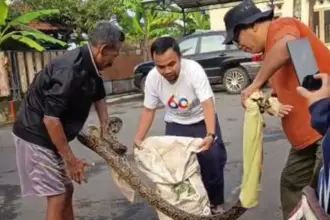 Geger! Sanca 3 Meter Satroni Teras Warga di Perum Ledug Purwokerto