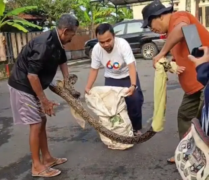 Geger! Sanca 3 Meter Satroni Teras Warga di Perum Ledug Purwokerto