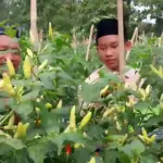 Kepala Ponpes Al Ijtihad Kemranjen, Tukiran Yatmo Suwito, bersama santrinya sedang memetik cabai yang dikelolanya, Rabu (15/04/2026).