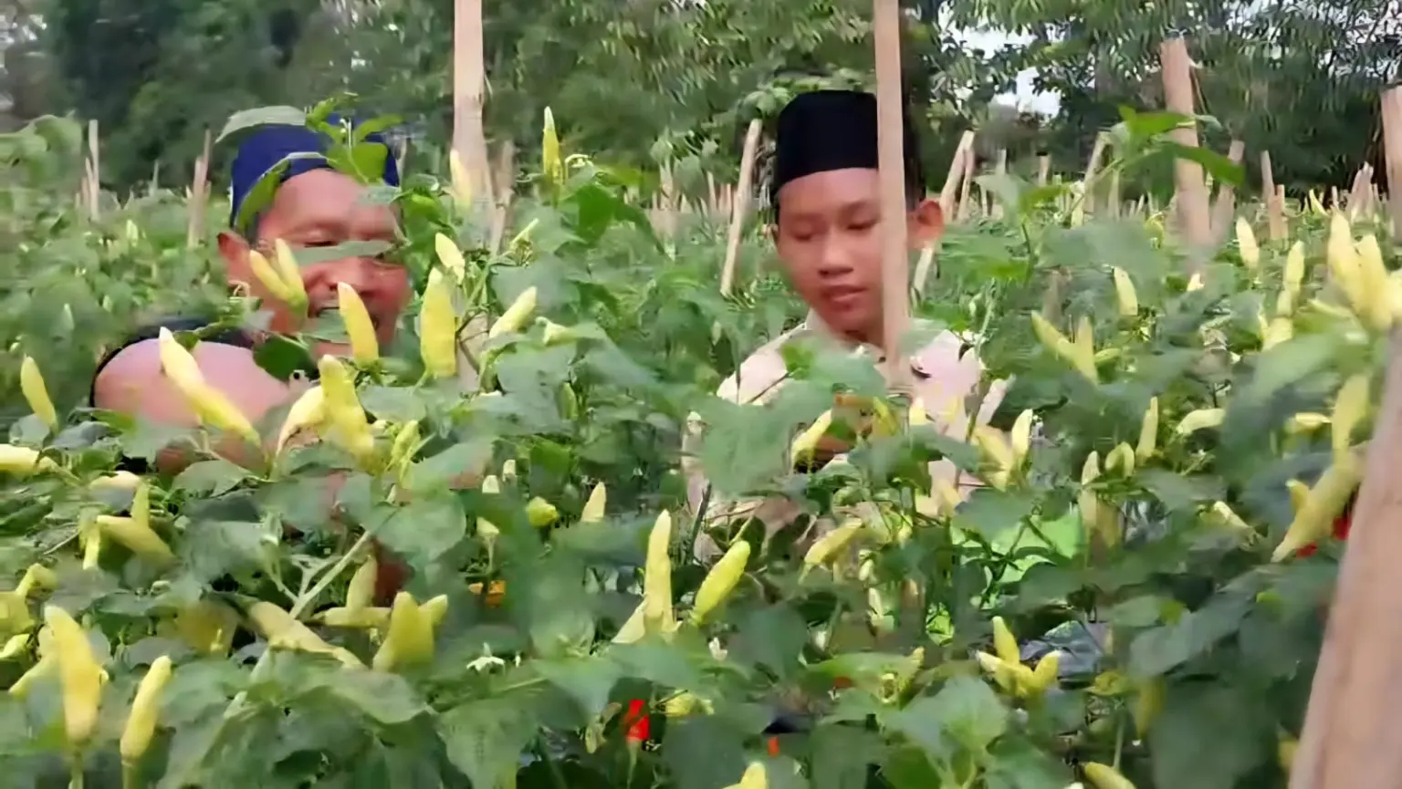 Kepala Ponpes Al Ijtihad Kemranjen, Tukiran Yatmo Suwito, bersama santrinya sedang memetik cabai yang dikelolanya, Rabu (15/04/2026).