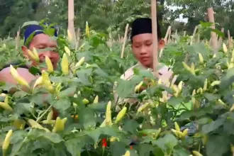 Kepala Ponpes Al Ijtihad Kemranjen, Tukiran Yatmo Suwito, bersama santrinya sedang memetik cabai yang dikelolanya, Rabu (15/04/2026).
