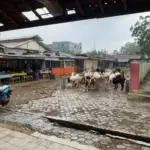 Kondisi Pasar Hewan Cilongok, Banyumas, yang masih terbuka tanpa atap, Selasa (14/04/2026).