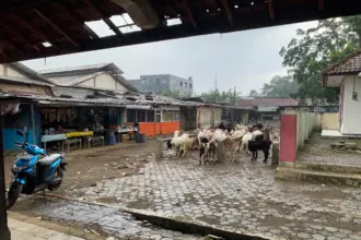 Kondisi Pasar Hewan Cilongok, Banyumas, yang masih terbuka tanpa atap, Selasa (14/04/2026).
