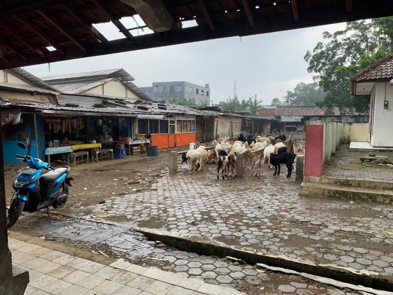 Kondisi Pasar Hewan Cilongok, Banyumas, yang masih terbuka tanpa atap, Selasa (14/04/2026).