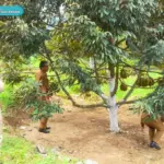 desa wisata pesahangan