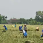 Swasembada pangan 2026