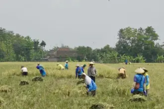 Swasembada pangan 2026