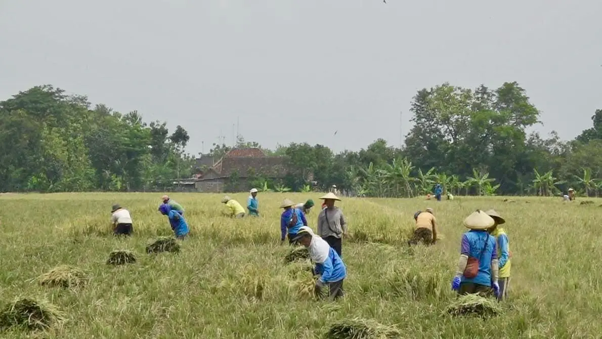 Swasembada pangan 2026