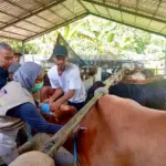 layanan kesehatan hewan gratis