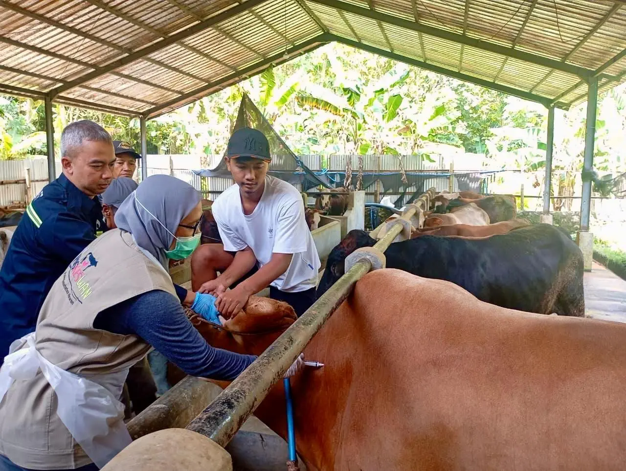 layanan kesehatan hewan gratis