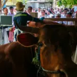 pemeriksaan kesehatan hewan kurban