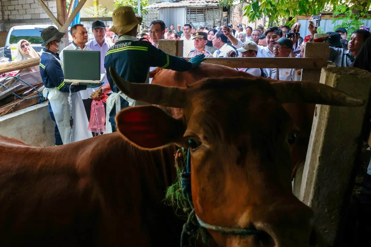 pemeriksaan kesehatan hewan kurban