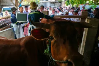 pemeriksaan kesehatan hewan kurban