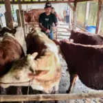 permintaan hewan kurban meningkat