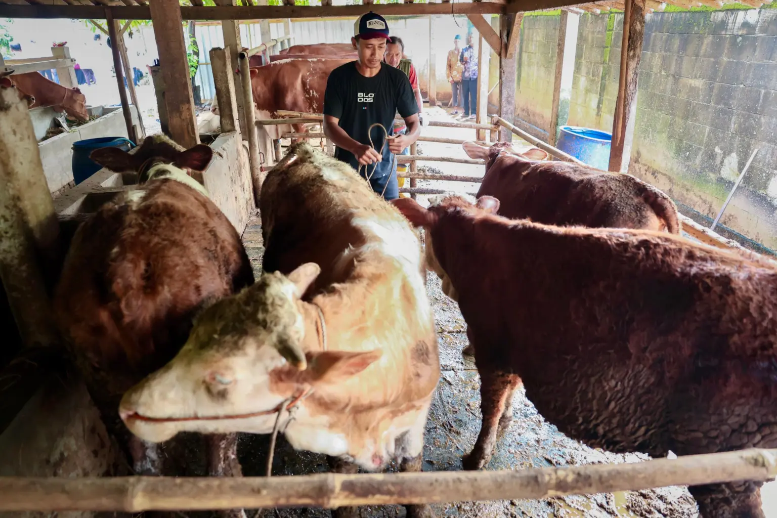 permintaan hewan kurban meningkat