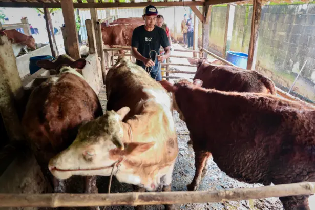 permintaan hewan kurban meningkat