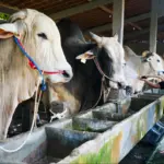 Dari dua sapi, peternakan anak muda mampu hasilkan sapi premium