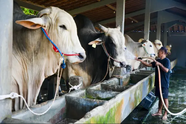 Dari dua sapi, peternakan anak muda mampu hasilkan sapi premium