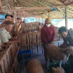 Baznas Cilacap Layanani DAM Haji, Siapkan 250 Kambing untuk Jemaah